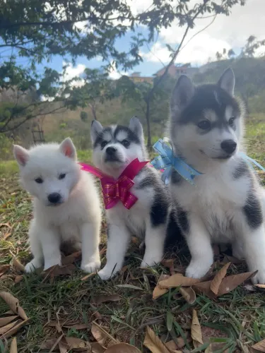 Filhotes Husky Siberiano Machos e Fêmea