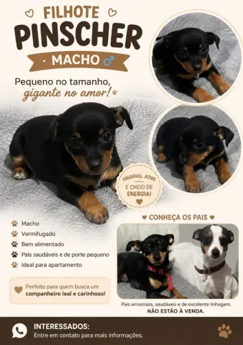 Pinscher filhote