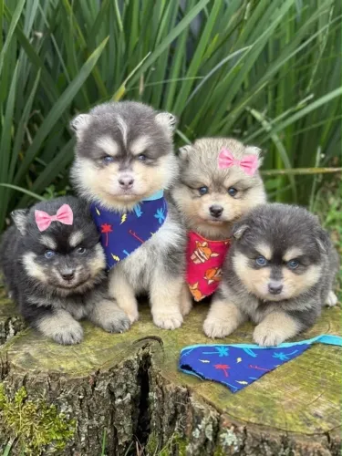 Bebês Pomsky - Mini Lobinhos perfeitos 