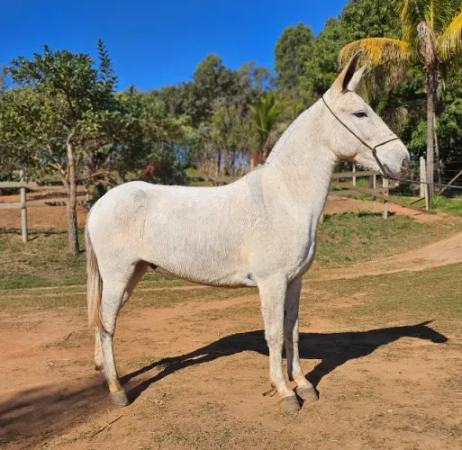 Burro extra de sela 7 anos
