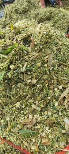 Silo ensacado de Safra 33 a 35kg /Atacado