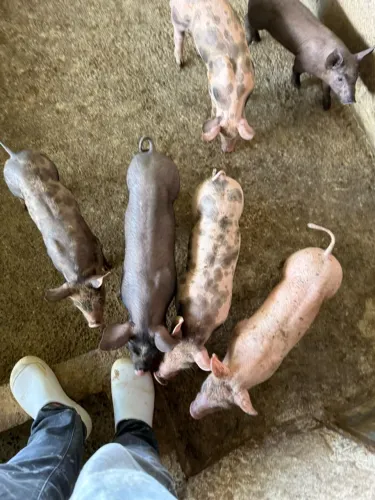 Leitao/ porco/ suíno
