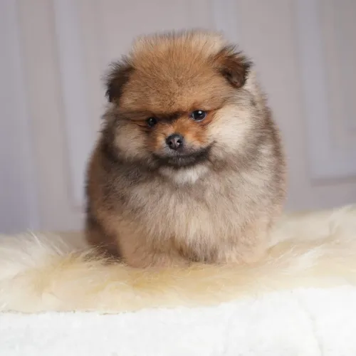 Filhotes de Spitz Alemão Anão (Lulu da Pomerânia)