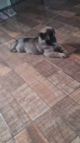 Cachorro Chow chow