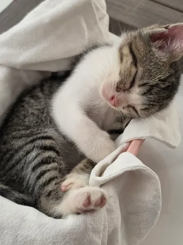 Gatinho Macho Doação