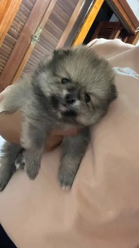 Macho de Mini Lulu da Pomerânia