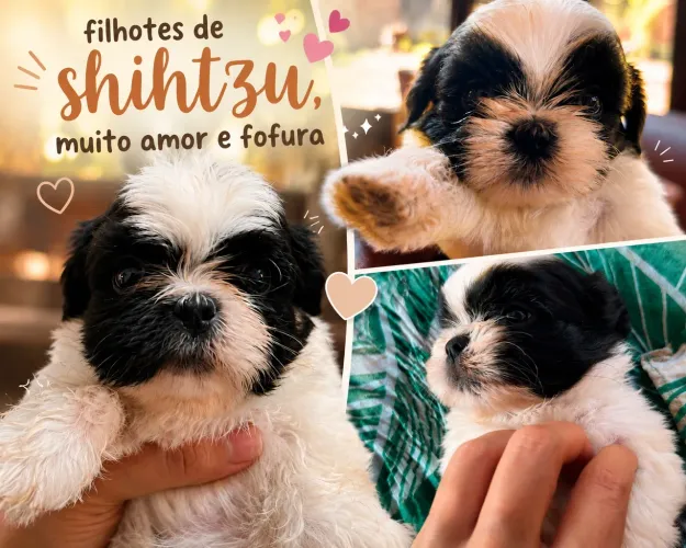FILHOTE DE SHIHTZU 