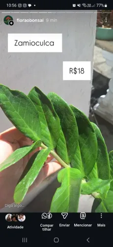 Zamioculca 