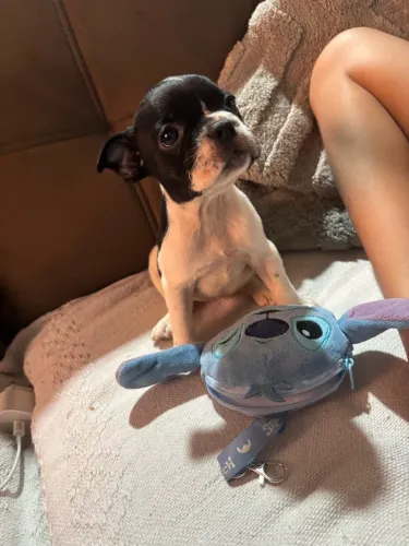 Bulldog francês