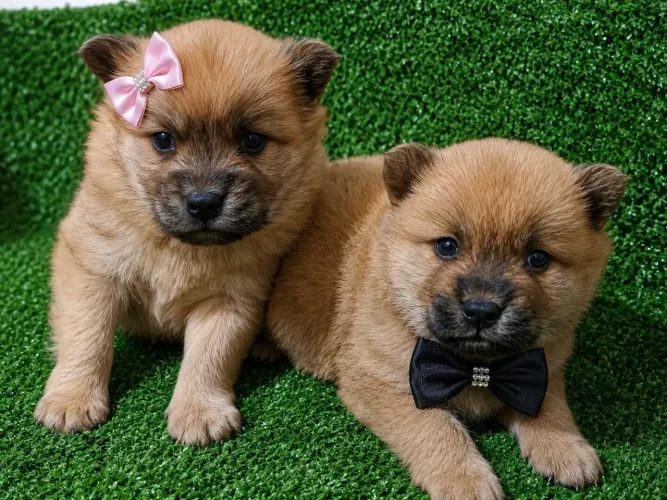 Chow Chow machos e fêmeas dourados disponíveis
