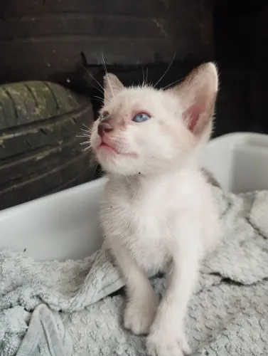 Doação responsável Gata