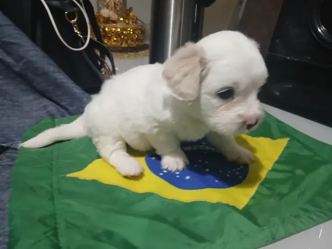 Poodle toy