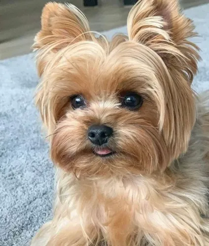 Yorkshire terrier mini