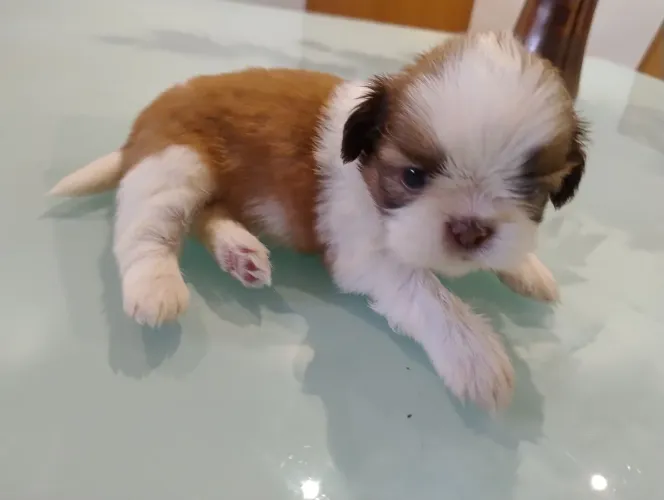 Shih Tzu fêmea