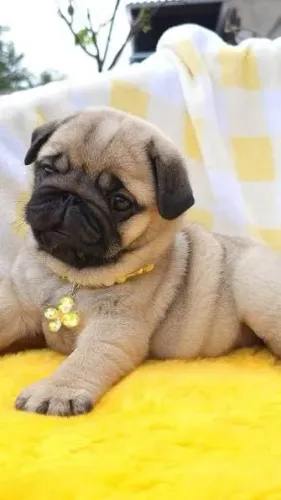 Pug filhotes 