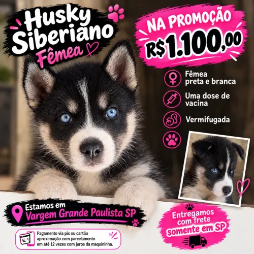 Husky siberiano fêmea