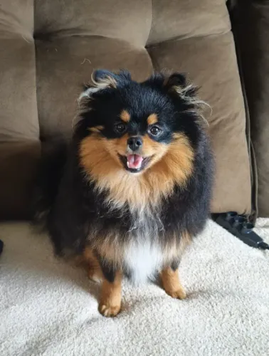 Spitz alemão macho 