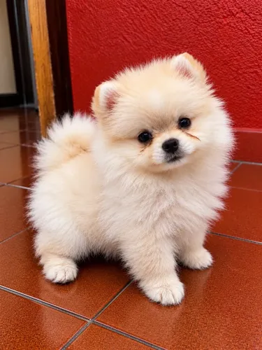 Filhote de Lulu da Pomerania