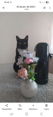DOAÇÃO DE GATA PRETINHA