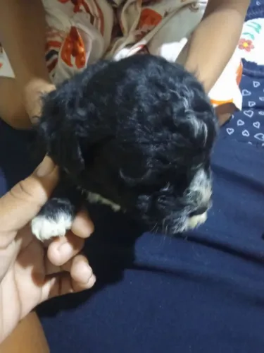 Vendo poodle 250 o macho e 300 a femia