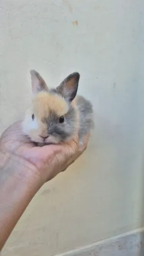 Coelhinhos !!!