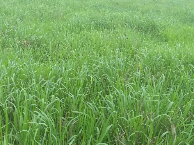 ÁREA AGRÍCOLA À VENDA REGIÃO DE NIPOÃ/SP