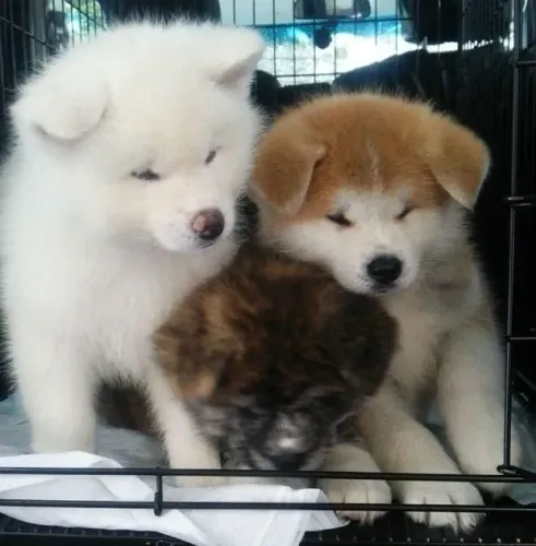 Akita inu