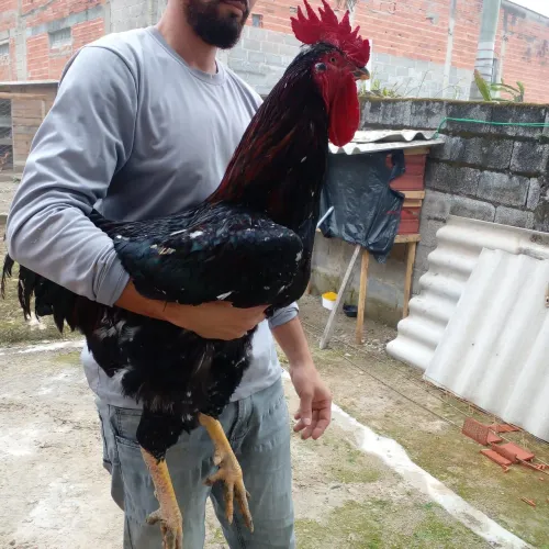  pintinhos a venda da raça  Gsb .Criatorio csk ?