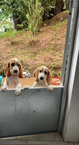 Cachorro Beagle