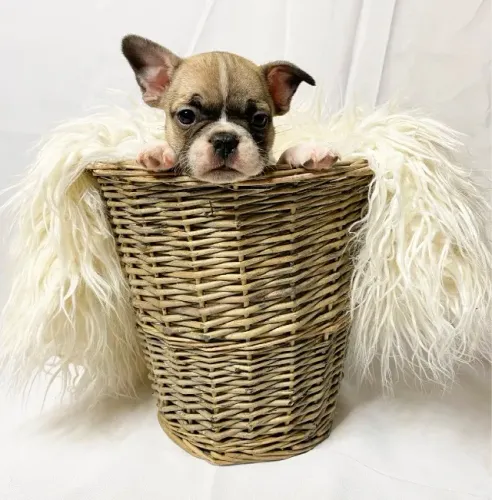Não perca! Filhotes de Bulldog Francês disponíveis - Chama no WhatsApp agora!