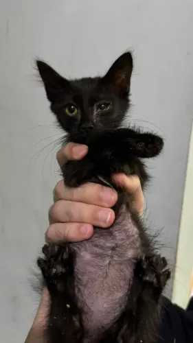 Gatinhos para adoção