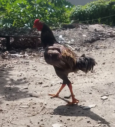 Galo Índio 