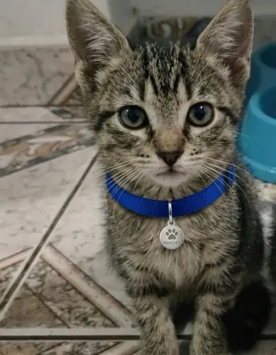 Gatinho doação