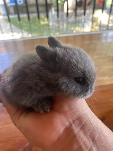 Pet