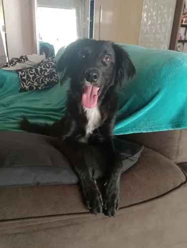 Adoção - Cadela 9 meses 
