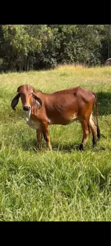 Vendo novilha top