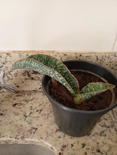 Sansevieria rara  Elíptica harwood 