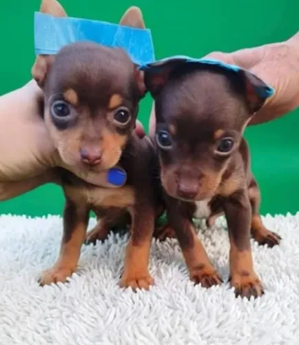 Pinscher chocolate
