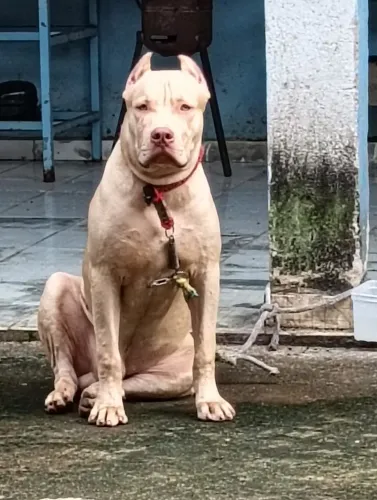 Cachorro Pit Bull Monster