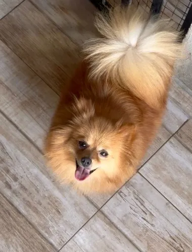 Spitz alemão fêmea