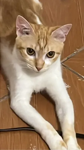 GATINHA PARA DOAÇÃO
