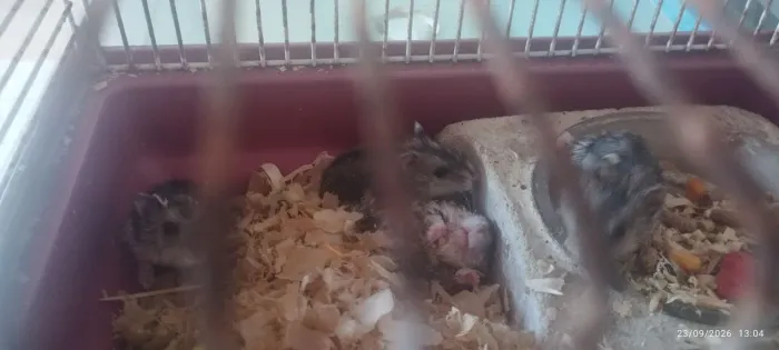 Casinha hamster
