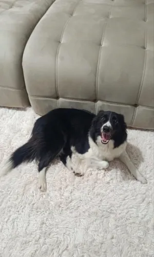 Border collie