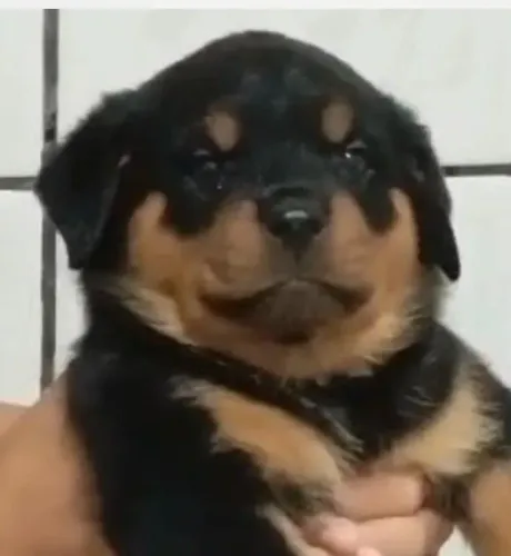 Rottweiler fortes e leais