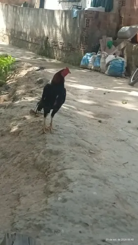 Vende-se galo de raça