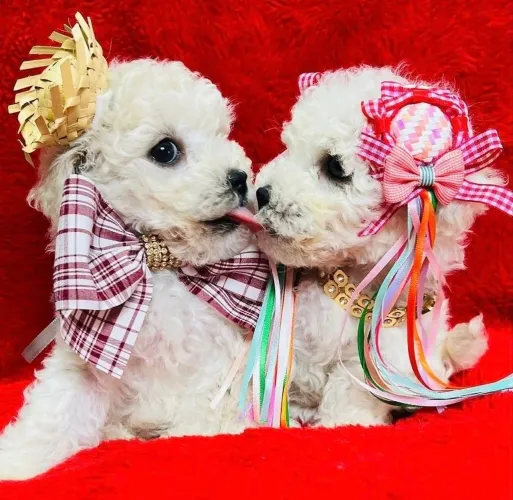 Poodle toy : Fêmea 700 Macho 650