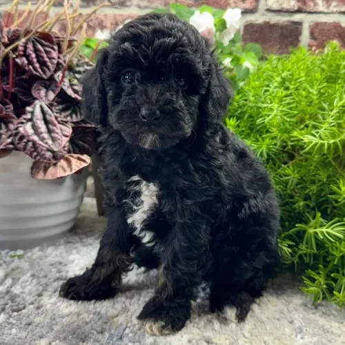 Poodle Toy Pretinho: Filhotes com excelente linhagem