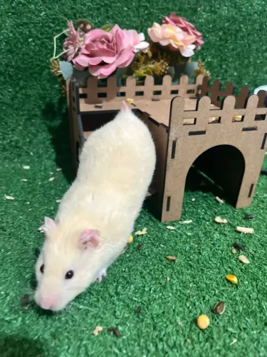 Hamster Sírio 