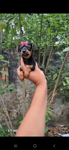 Linda fêmea de pincher número 1 com o 0