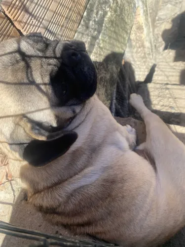 Pug macho 